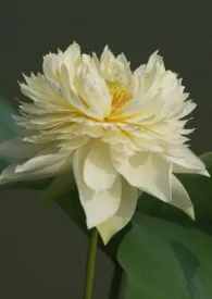 快穿：千瓣莲观赏实录